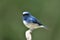 Chubby blue bird with white feathers and yellow spots on its belly perching on tree branch over fine green background