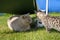 Chubby British short hair house cat hiding in shade under sun lounger on a hot sunny day and small kitten with tiger style fur,
