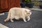 Chubby British short hair house cat walking outside home