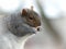 Chubby Eastern Gray Squirrel eating a peanut