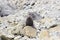 Chubby Fur Seal relaxing on Beach