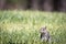 A chubby gray squirrel in the grass.