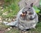 Chubby Grey Squirrel Munching on a Peanut