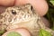 A Chubby Little Toad Being Held in a Hand