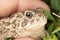 A Chubby Little Toad Being Held in a Hand