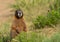 Chubby Marmot Sits Up and Looks Around