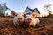 Chubby Piglets Snuggling in Mud Puddle at Farmhouse