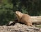 Chubby Prairie Dog