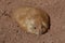 Chubby Prairie Dog Resting in a Shallow Hole