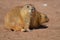 Chubby Prairie Dog Sitting Up with His Friend