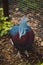 Chubby Scheepmaker`s crowned pigeon hidden among the bushes and steams like a dude. Purple and dark blue feathers with a blue tuf