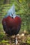 Chubby Scheepmaker`s crowned pigeon stands angrily against the camera and gives his great disagreement with this original portrai