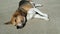 Chubby senior beagle dog lays in the sun on the driveway