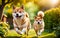 A chubby Shiba dog Inu is happily running in the garden!