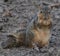 Chubby squirrel munching on breakfast