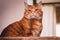 Chubby Striped Orange Tabby Cat Pet Portrait