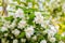 Chubushnik, or Jasmine garden bloom in the Park. Flowering Bush. White flowers on the tree