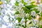 Chubushnik, or Jasmine garden bloom in the Park. Flowering Bush. White flowers on the tree