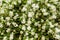 Chubushnik, or Jasmine garden bloom in the Park. Flowering Bush. White flowers on the tree