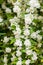 Chubushnik, or Jasmine garden bloom in the Park. Flowering Bush. White flowers on the tree