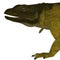 Chuckwalla Lizard Head