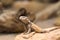 Chuckwalla lizard on rock