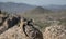 Chuckwalla Lizard on rocks over looking valley