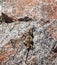 Chuckwalla Lizard on a rocky cliff