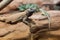 Chuckwalla lounging on rock with eastern collared lizard