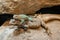 Chuckwalla, Sauromalus ater are found primarily in arid regions of the southwestern United States