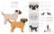 Chug clipart. Chihuahua Pug mix. Different coat colors set