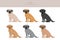 Chug clipart. Chihuahua Pug mix. Different coat colors set