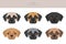 Chug clipart. Chihuahua Pug mix. Different coat colors set