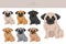 Chug clipart. Chihuahua Pug mix. Different coat colors set