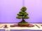 A chuhin informal upright Hinoki Cypress bonsai on show in Belfast Northern Ireland