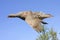 Chukar in flight