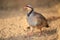 Chukar partridge