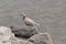 Chukar Partridge Alectoris chukar