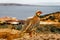 A chukar partridge Alectoris chukar.