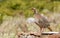 Chukar Partridge (Alectoris chukar)