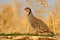 Chukar Partridge Alectoris chukar is a large bird that sings very well.