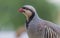 Chukar Partridge Alectoris chukar is a large bird that sings very well.