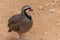 A Chukar Partridge Alectoris chukar walks in the desert sand and pauses to clean or preen itself in the United Arab Emirates