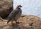 Chukar partridge Alectoris graeca the rock. Greece