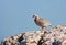 Chukar Partridge bird standing on Rcok with Blue Background