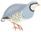 chukar partridge bird vector illustration transparent background