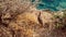 Chukar partridge birds feeding on cliff in Greece