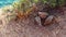 Chukar partridge birds feeding on cliff in Greece