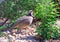 The chukar partridge or chukar in the Nevada Desert