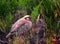 A Chukar Partridge in Maui, Hawaii